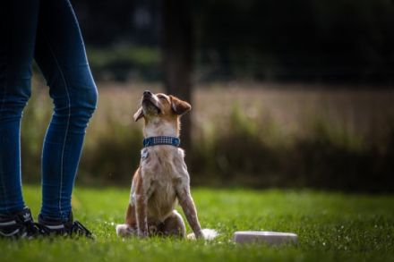 Astrid Stennei - DOGS-Zentrum