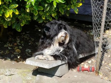 Henrico San Christobal de la Habana