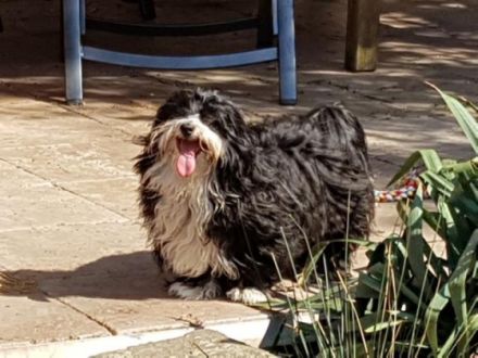 Henrico San Christobal de la Habana