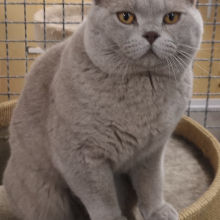 Ch. Talismann vom Blauen Saphir