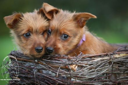Was ist typisch am Australian Terrier: Drei besondere