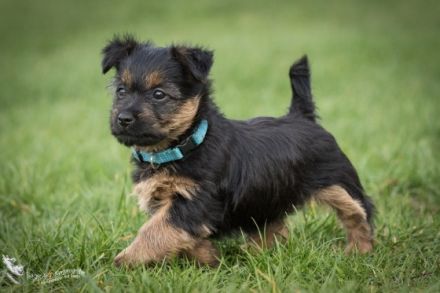 Was ist typisch am Australian Terrier: Drei besondere