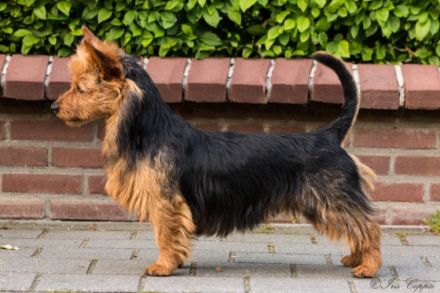 Was ist typisch am Australian Terrier: Drei besondere