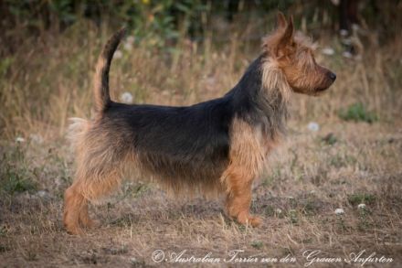 Was ist typisch am Australian Terrier: Drei besondere