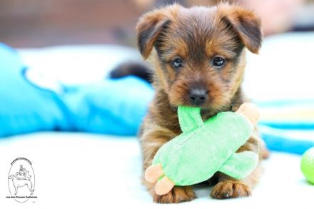 Was ist typisch am Australian Terrier: Drei besondere