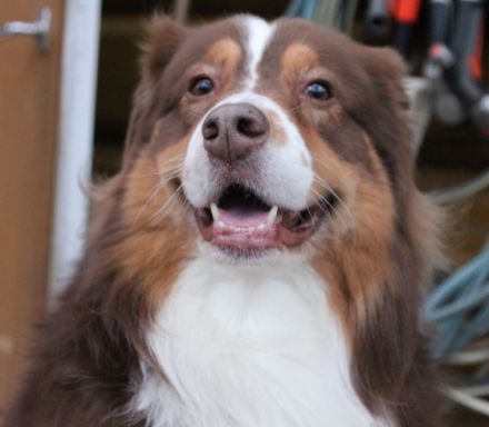 Wellvet's Pumi Australian Shepherd  red tri