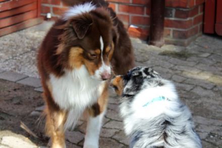 Wellvet's Pumi Australian Shepherd  red tri