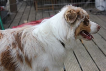 Wellvet's Pumi Australian Shepherd  red tri