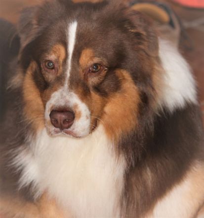 Wellvet's Pumi Australian Shepherd  red tri