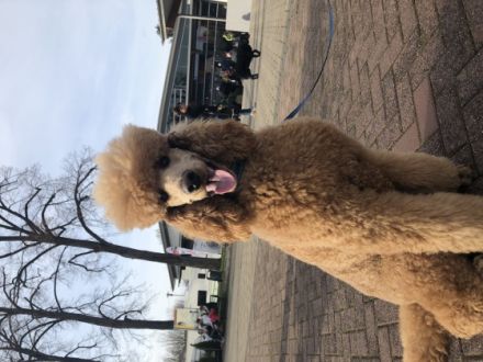 Enif-Edward Star of Seven Hills