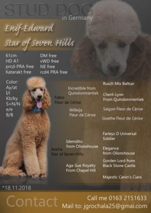 Enif-Edward Star of Seven Hills