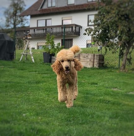 Enif-Edward Star of Seven Hills