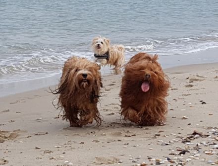 Havaneser vom Goldenen Grund
