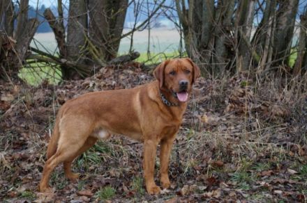 Young Red Love Forrest