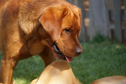 Young Red Love Forrest