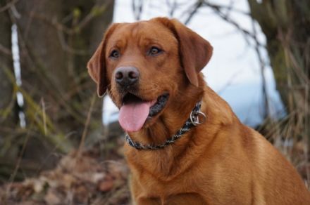 Young Red Love Forrest