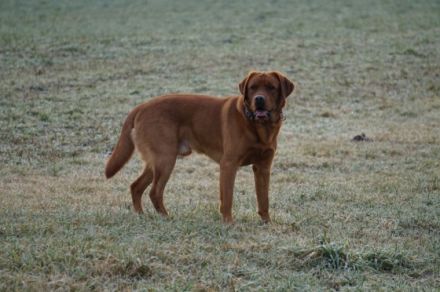 Young Red Love Forrest