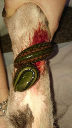 Tierisch-beweglich Tierphysio- und Tierheilpraxis