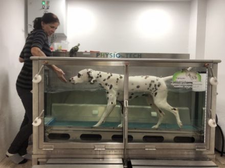 Tierisch-beweglich Tierphysio- und Tierheilpraxis