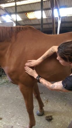 Tierisch-beweglich Tierphysio- und Tierheilpraxis