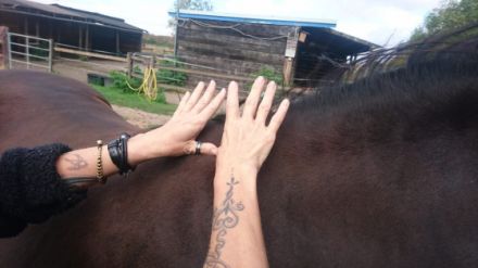 Tierisch-beweglich Tierphysio- und Tierheilpraxis