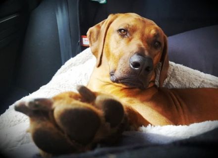 DAYO-Chinedu van Shamakani