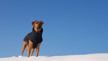 DAYO-Chinedu van Shamakani