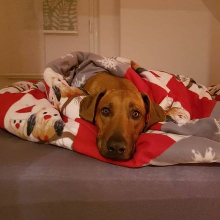 DAYO-Chinedu van Shamakani