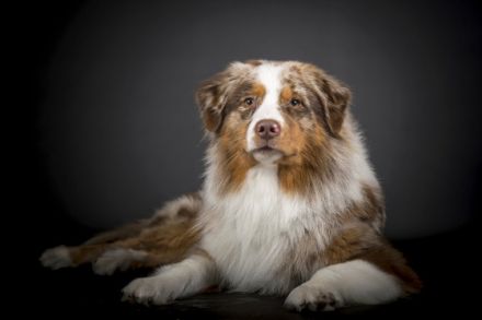 Aartal´s Guardian of Paradise JW VDH BH DNA-VP