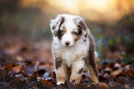 Aartal´s Guardian of Paradise JW VDH BH DNA-VP