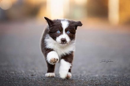 Aartal´s Guardian of Paradise JW VDH BH DNA-VP