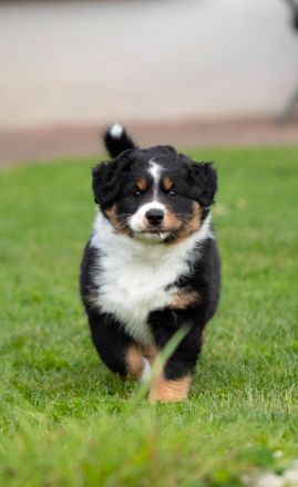 Aartal´s Guardian of Paradise JW VDH BH DNA-VP