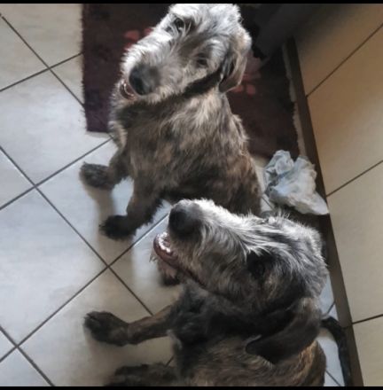 Irish Wolfhound Babys von Cherrys Mondscheinmühle geb.