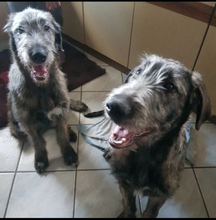 Irish Wolfhound Babys von Cherrys Mondscheinmühle geb.
