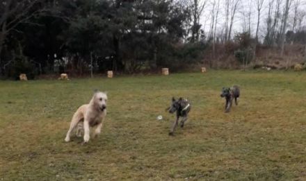 Irish Wolfhound Babys von Cherrys Mondscheinmühle geb.