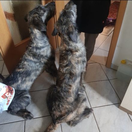 Irish Wolfhound Babys von Cherrys Mondscheinmühle geb.