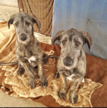 Irish Wolfhound Babys von Cherrys Mondscheinmühle geb.
