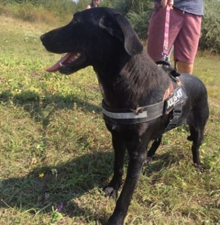 CLEOPÁTRA  - 55 cm - TRÄUMT VOM GROSSEN GLÜCK! ( aus