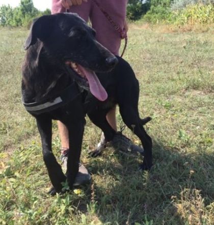 CLEOPÁTRA  - 55 cm - TRÄUMT VOM GROSSEN GLÜCK! ( aus