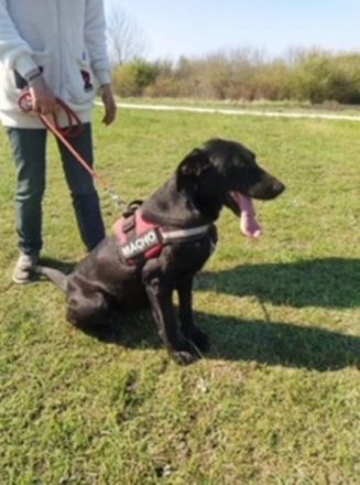 CLEOPÁTRA  - 55 cm - TRÄUMT VOM GROSSEN GLÜCK! ( aus