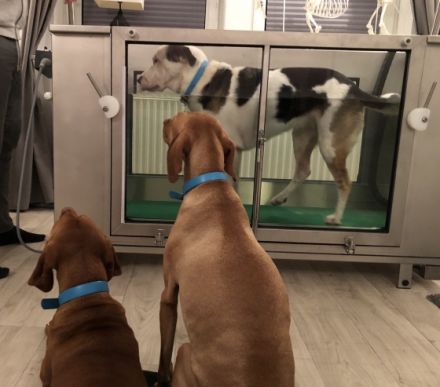 Dogs4Motion Hundephysiotherapie & Hundeosteopathie mit Unterwasserlaufband