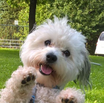 Hundeschule Osterode mit Peggy