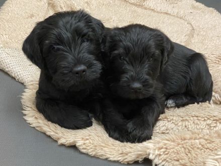 MITTELSCHNAUZER SCHWARZ