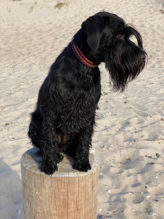 MITTELSCHNAUZER SCHWARZ