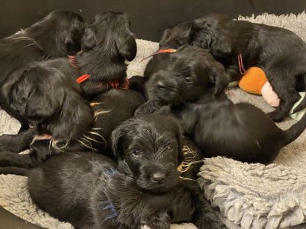 MITTELSCHNAUZER SCHWARZ