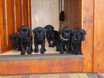 MITTELSCHNAUZER SCHWARZ