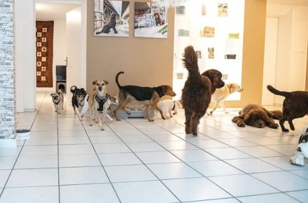 Hundewelt Fürth Sabine Meyer