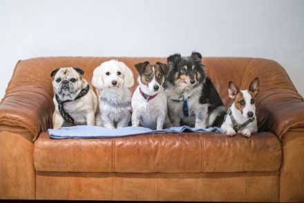 Hundewelt Fürth Sabine Meyer