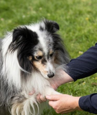Tierheilpraxis Tönisvorst Anja Weigel