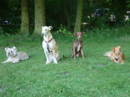 IRJGV Gruppe Hamburg Oberalster zu Gast in der Hundeschule Langenhorn,